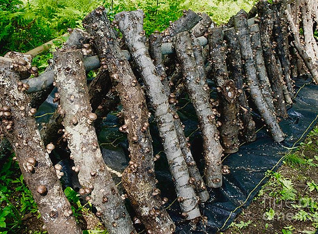 shiitake-mushrooms-growing-on-logs-marie-debs.jpeg