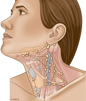 73-lymph_nodes_neck-Artboard-1_2x.png