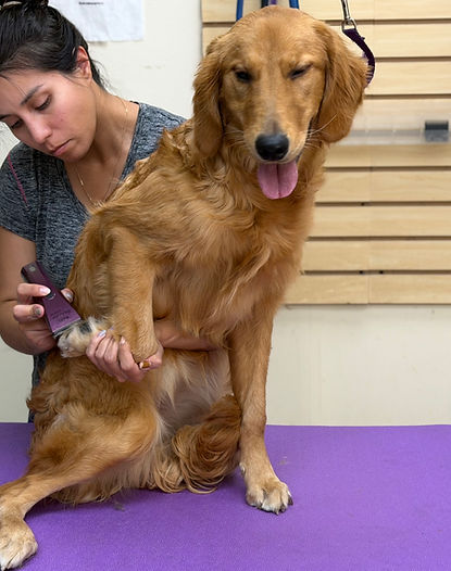 Dog getting a safe, gentle nail trim at Wilton Waggerz