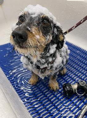 Happy dog receiving medicated bath treatment