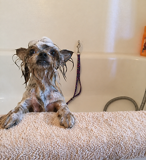 soapy bella in tub.png