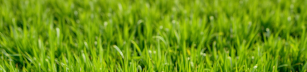 landscape image of sod fields with healthy kentucky bluegrass.jpg