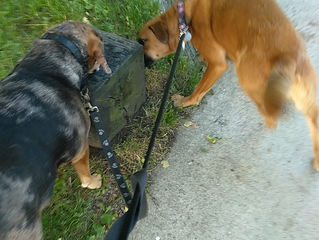 Doggy walking tips/advice for summer!