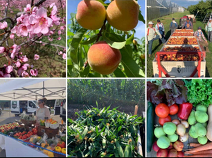 Pineview Orchards: Rooted in the Niagara Peninsula for Generations