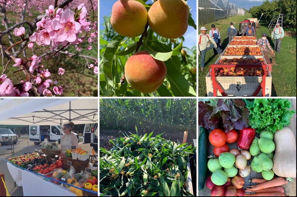 Pineview Orchards: Rooted in the Niagara Peninsula for Generations