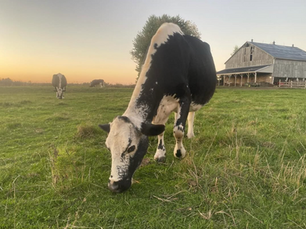 photo of a dairy cow