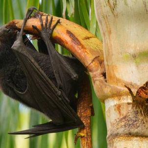 ماهو وباء "نيباه" الفتاك