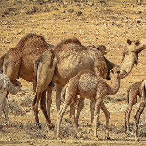 شاب في دبي يسرق جملا ليهديه لحبيبته في عيد ميلادها
