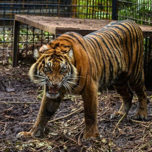 مقتل حارس حديقة حيوانات في إندونيسيا بعد هروب نمور نادرة