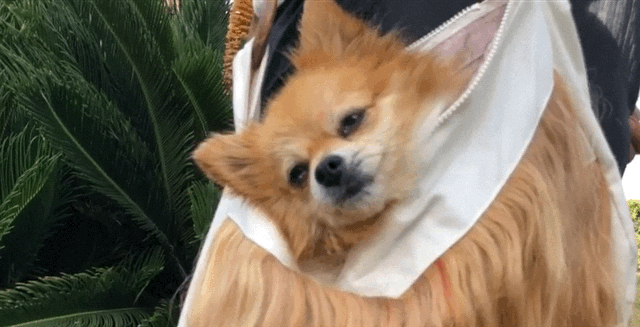 pomeranian in ibiza 