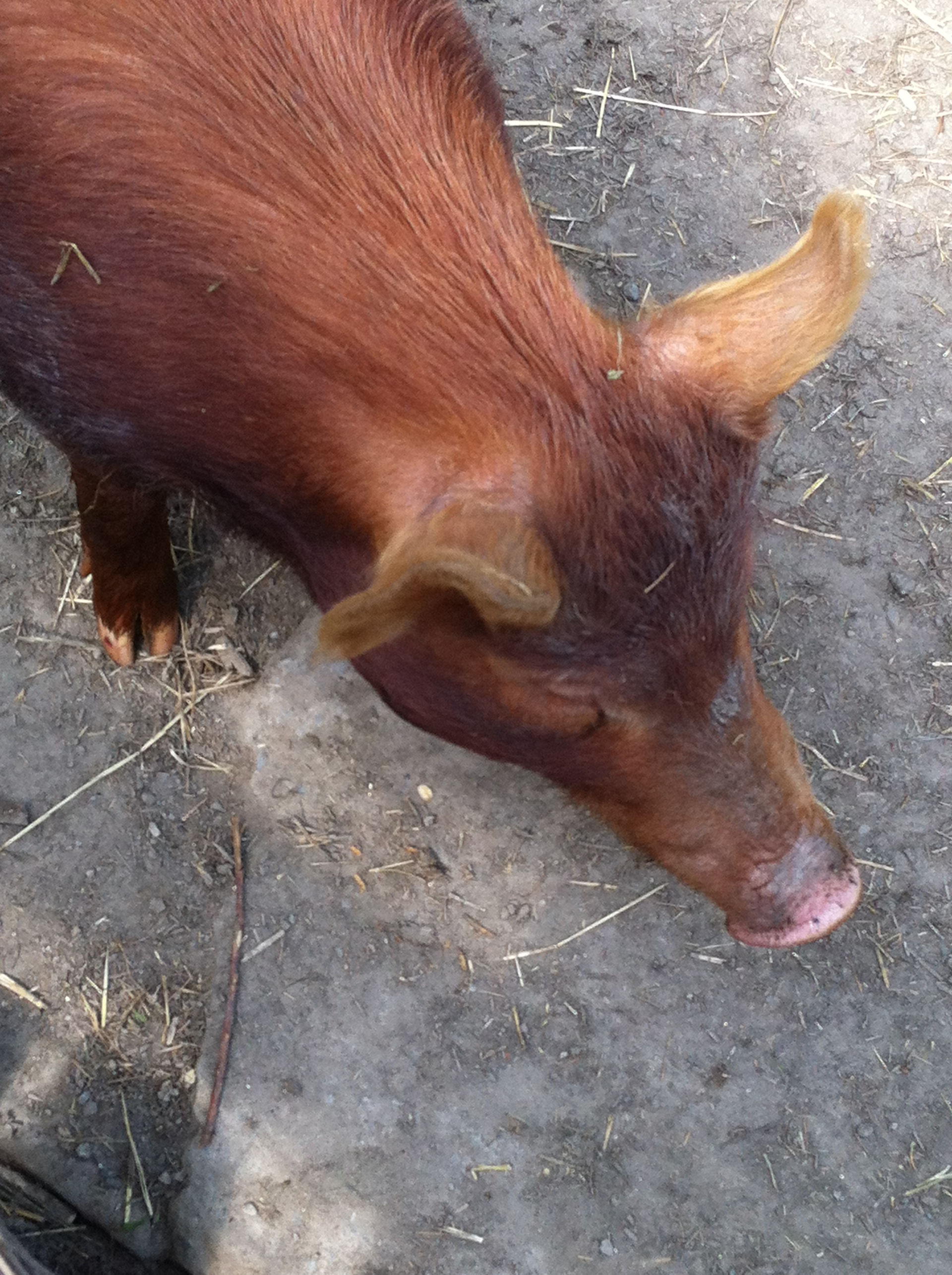 Pig up close