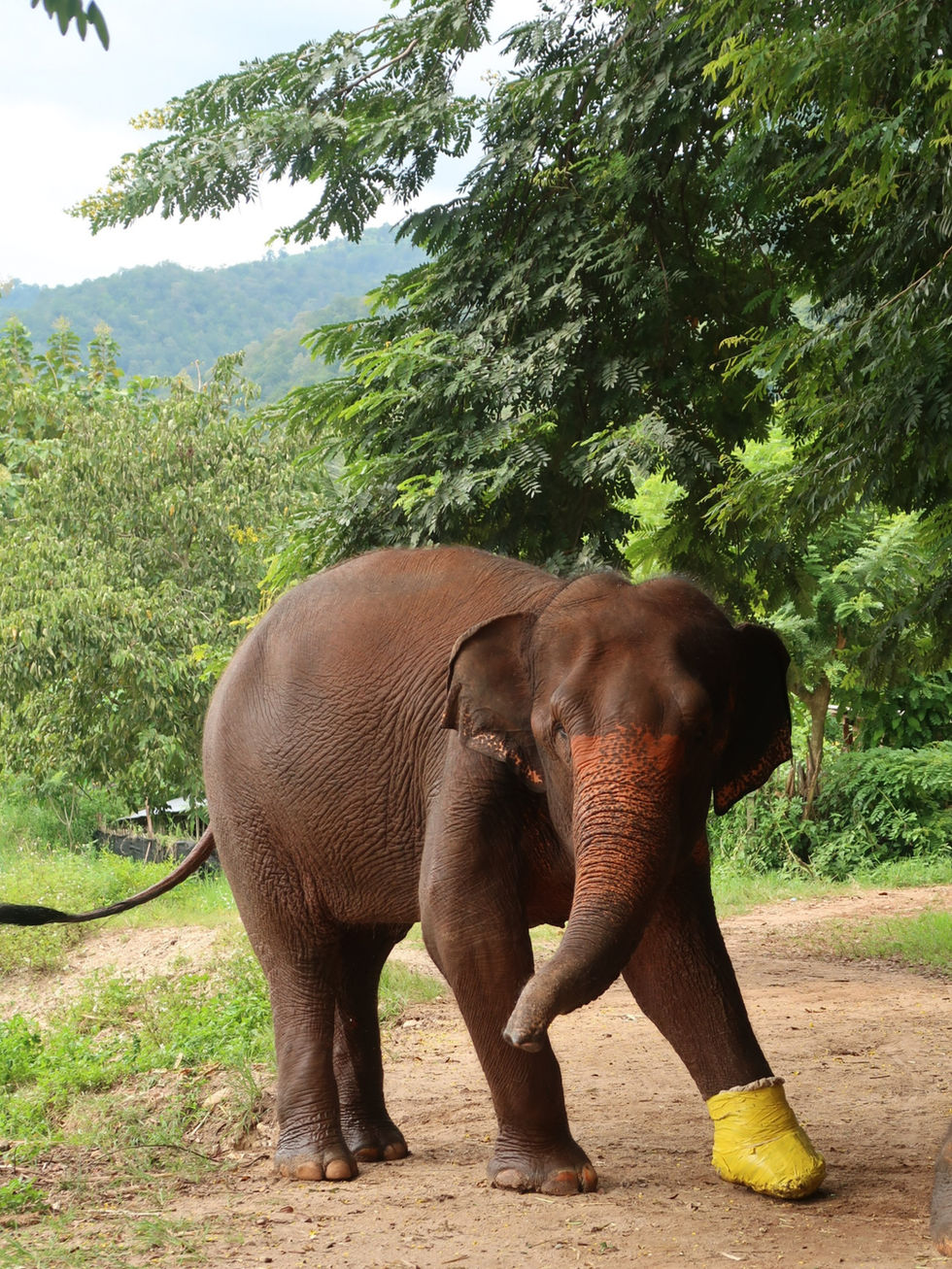 Elefante com curativo amarelo na pata esquerda, no Elephant Nature Park, Chiang Mai, Tailândia