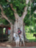 Homem montado num touro, Viñales, Cuba