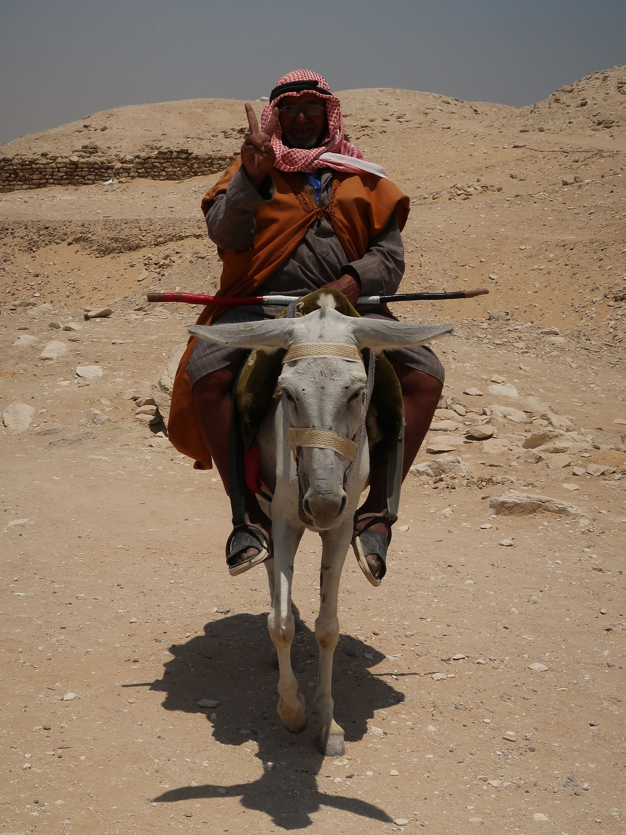 Homem montado em burro, deserto do Saquera Egipto