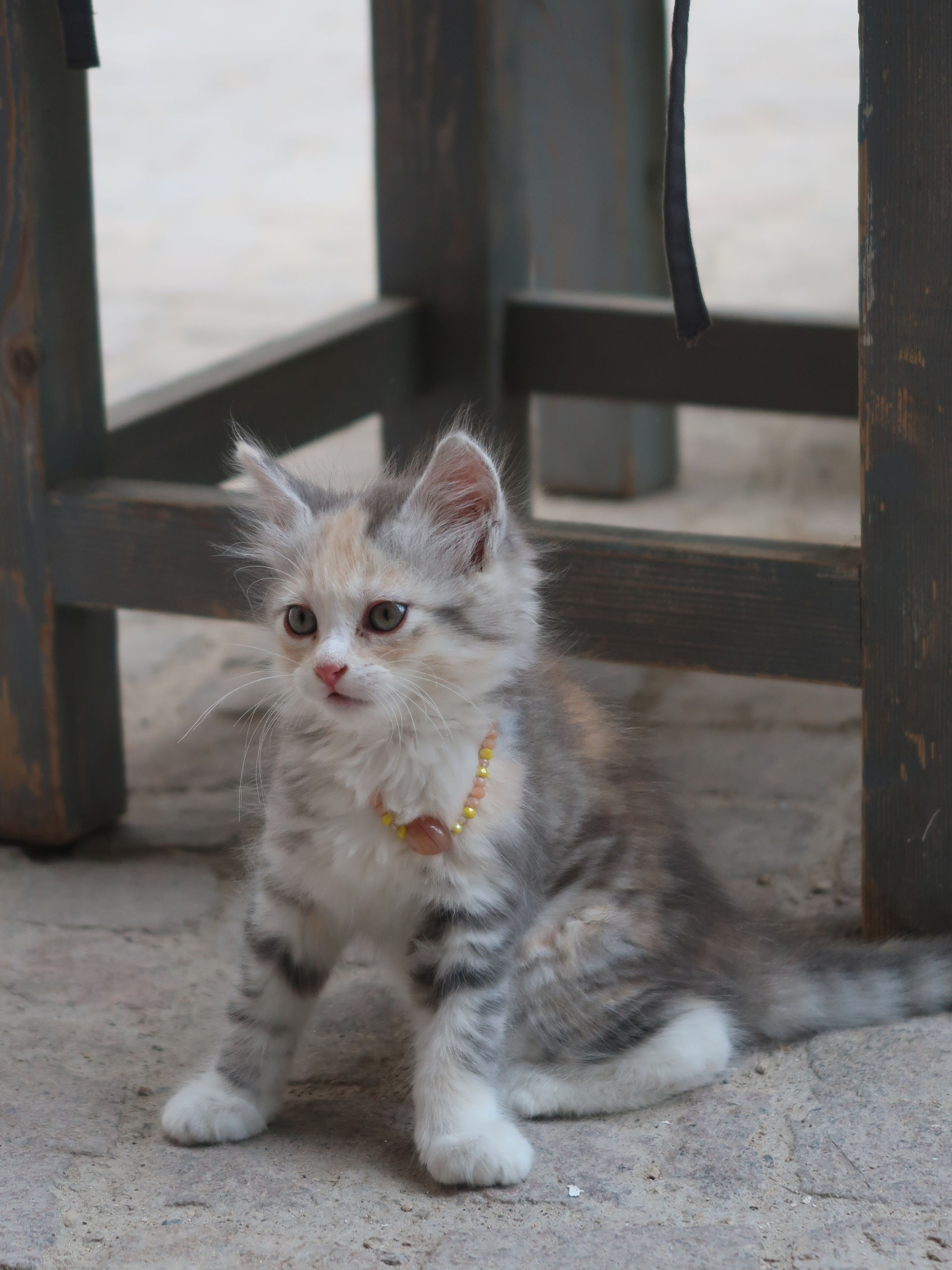 Gata bebé