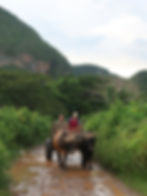 Carro de bois, Viñales, Cuba