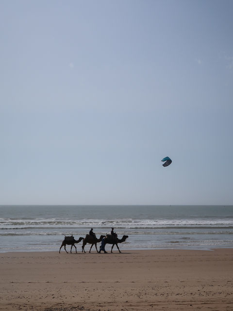 Camelos na praia de Essaouira, Marrocos 