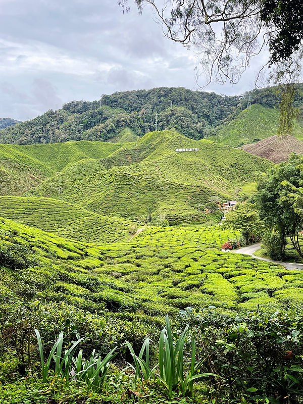 TEA2.jpg