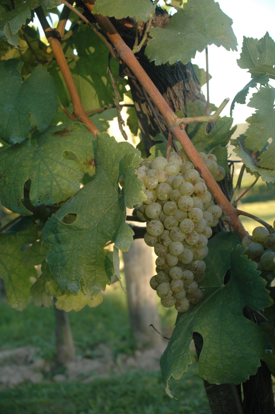 Weingut Johann Rennhofer