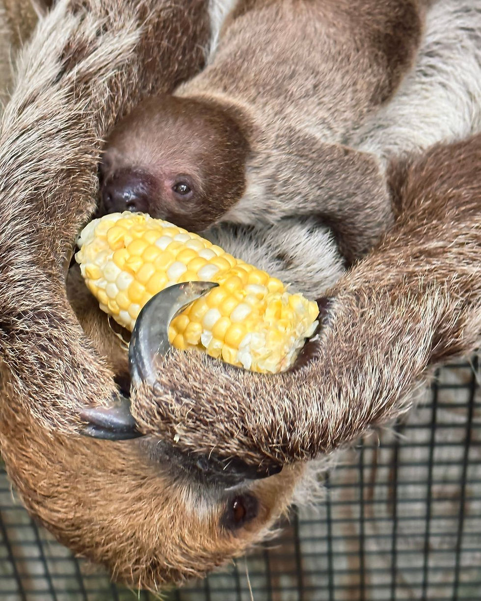 Wild Florida Attraction Welcomes New Baby Sloth Called Banana