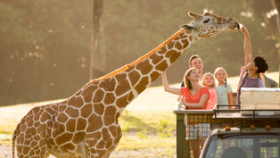 Celebrate Mother's Day at Busch Gardens Tampa Bay with a Mother’s Day Safari and Brunch Buffet