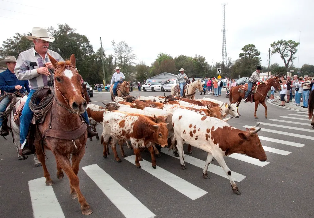 Ocala Saddles Up for Cattle Drive, Cowboy RoundUp and Duck Derby!