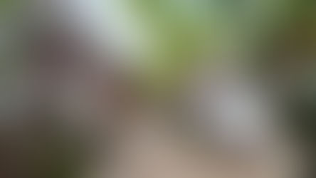 St Augustine named as having one of the best foodie scenes in the country - Road Trip!