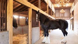 Enjoy a heartwarming evening this Christmas with the Clydesdales at Grandview Clydesdale Farm in Dunnellon