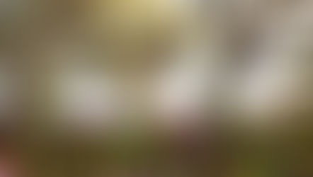 Spring Blossoms as the 2024 EPCOT International Flower & Garden Festival kicks off at Walt Disney World