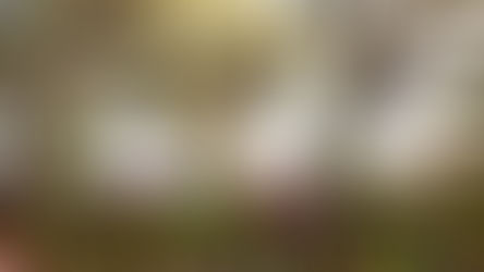 Spring Blossoms as the 2024 EPCOT International Flower & Garden Festival kicks off at Walt Disney World