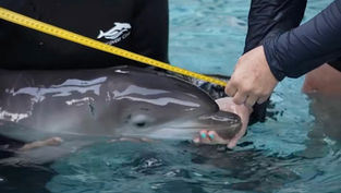 Discovery Cove welcomes a new dolphin calf to the pod, and wants you to help name the new baby girl!