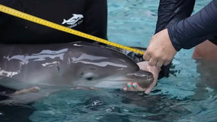 Discovery Cove welcomes a new dolphin calf to the pod, and wants you to help name the new baby girl!