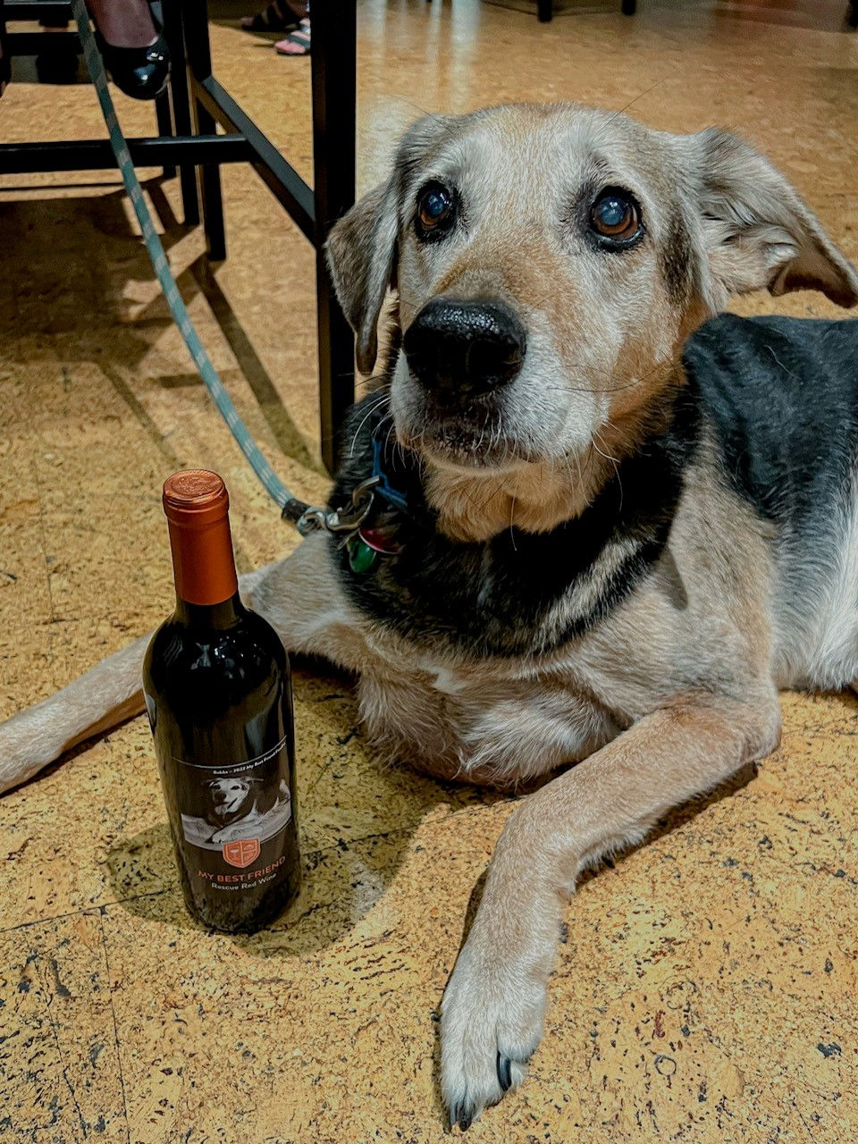 Pet Alliance kicks off Orlando’s Cutest Pet Photo Contest - The 11th Annual “My Best Friend Wine Label Contest”