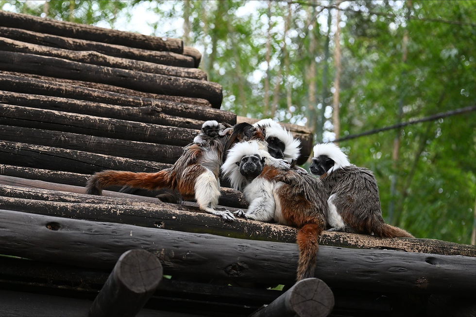 Disney's Animal Kingdom welcomes a bundle of tiny, critically endangered cotton-top tamarin triplets!