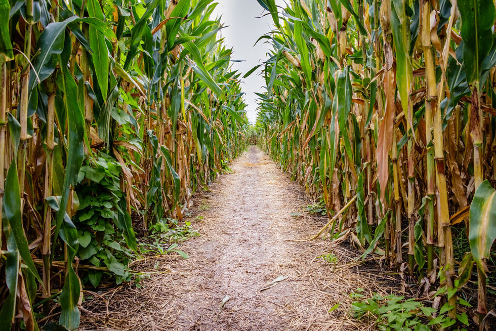 Orlando Corn Mazes