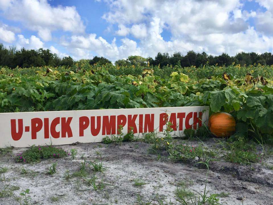 The Ultimate List Of Adorable Pumpkin Patches You Gotta Visit In Orlando