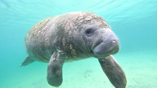 The Best Places to see Manatees near Orlando