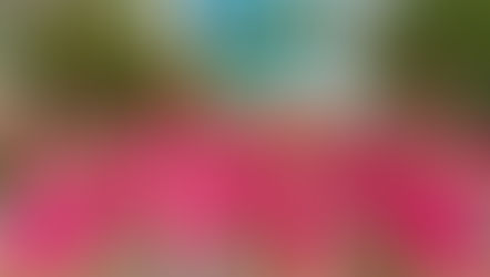 Diwali Dance Fest brings colorful Diwali Parade to Disney Springs at Walt Disney World