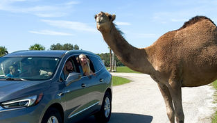 Beat the heat this summer at Wild Florida Drive-Thru Safari Park