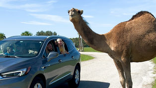 Beat the heat this summer at Wild Florida Drive-Thru Safari Park