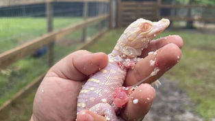 Central Florida's Wild Florida welcomes a new Baby Albino Gator