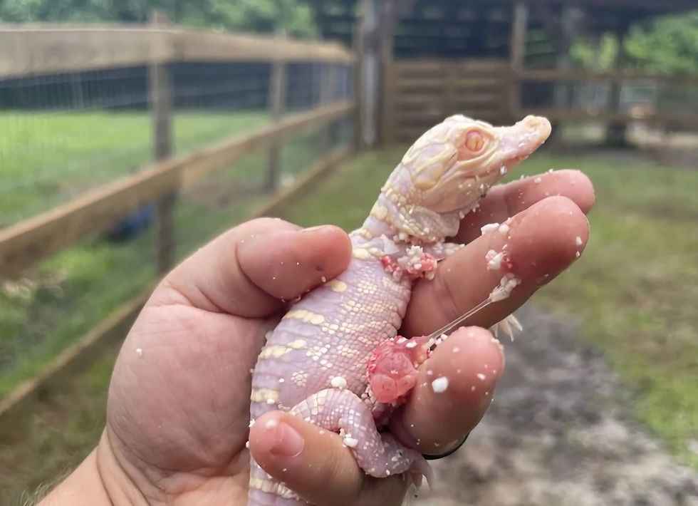 Central Florida's Wild Florida welcomes a new Baby Albino Gator