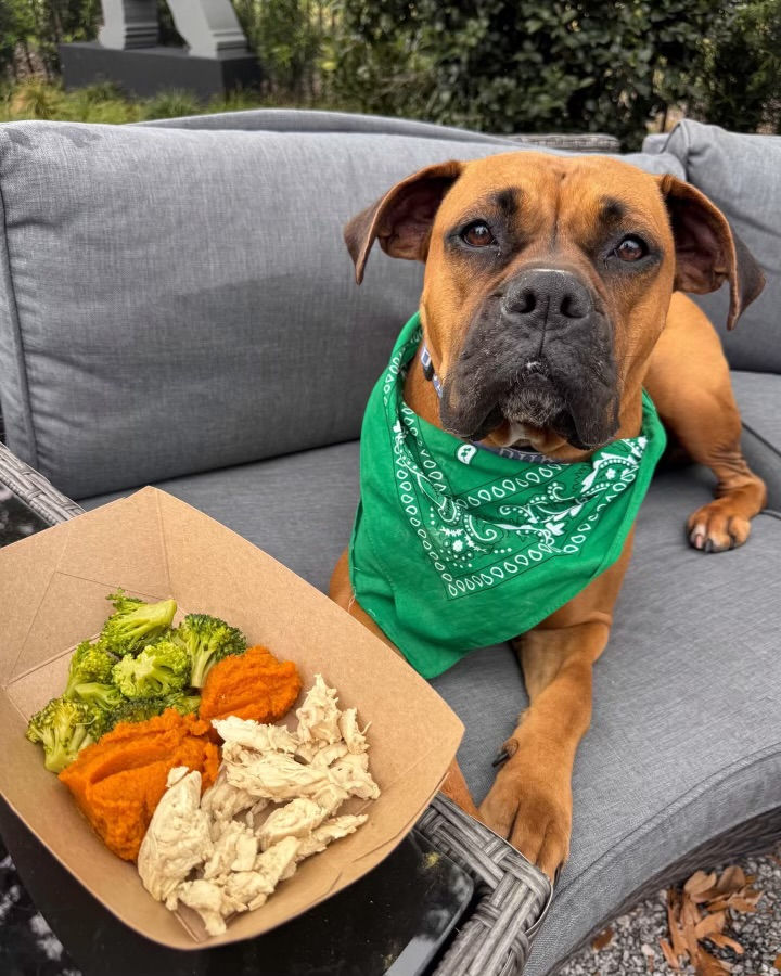 BarkHaven raises the bar on Dog-Friendly Dining with New Menu Additions