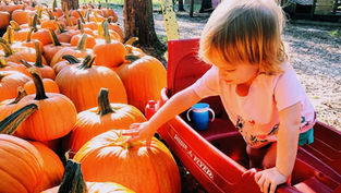 The Ultimate List Of Adorable Pumpkin Patches You Gotta Visit In Orlando