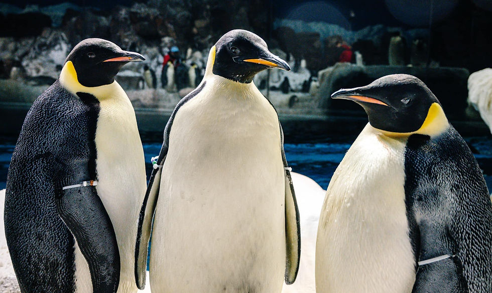 SeaWorld Orlando introduces Western Hemisphere’s only Emperor Penguins to Florida