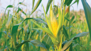 Amber Brooke Farms is hosting it's first ever Sweet Corn Festival