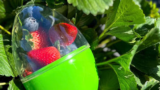 Join Amber Brooke Farms for an Easter Festival that's too tasty to miss - including a 1000+ Easter Egg Hunt!