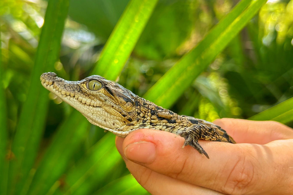 Gator Week at Wild Florida
