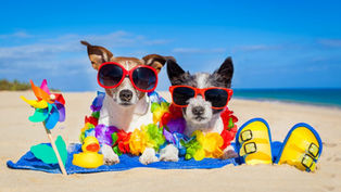 The Dog Days of Summer comes to College Park Main Street!