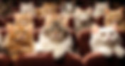 CATVIDEOFEST 2024, the world’s #1 cat video festival returns to The Enzian!